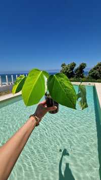 Monstera Aurea Marmorata "Tricolor"