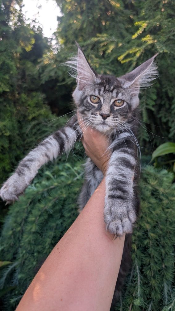 ZOJA kotka Maine Coon. Zapraszamy
