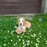 Szczeniak Beagle