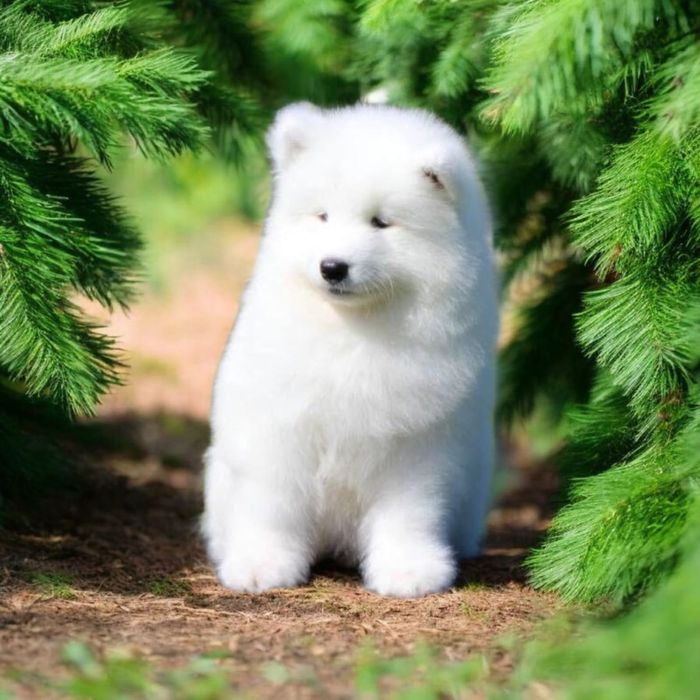 Samoyed Suczka szkolenie behawioralne OBYDWOJE rodzice FCI