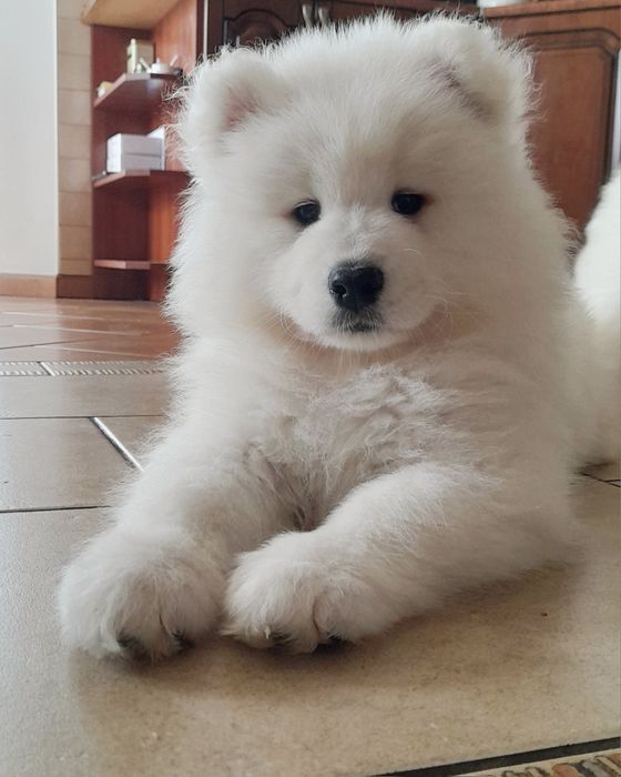 Samoyed samojed piesek do odbioru!