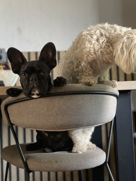 Buldog Francuski szuka domu