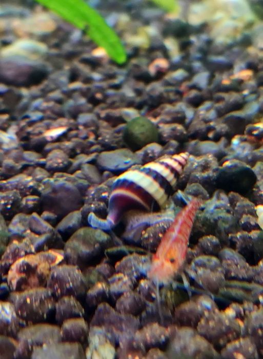 Ślimak Helenka,ok.1cm.