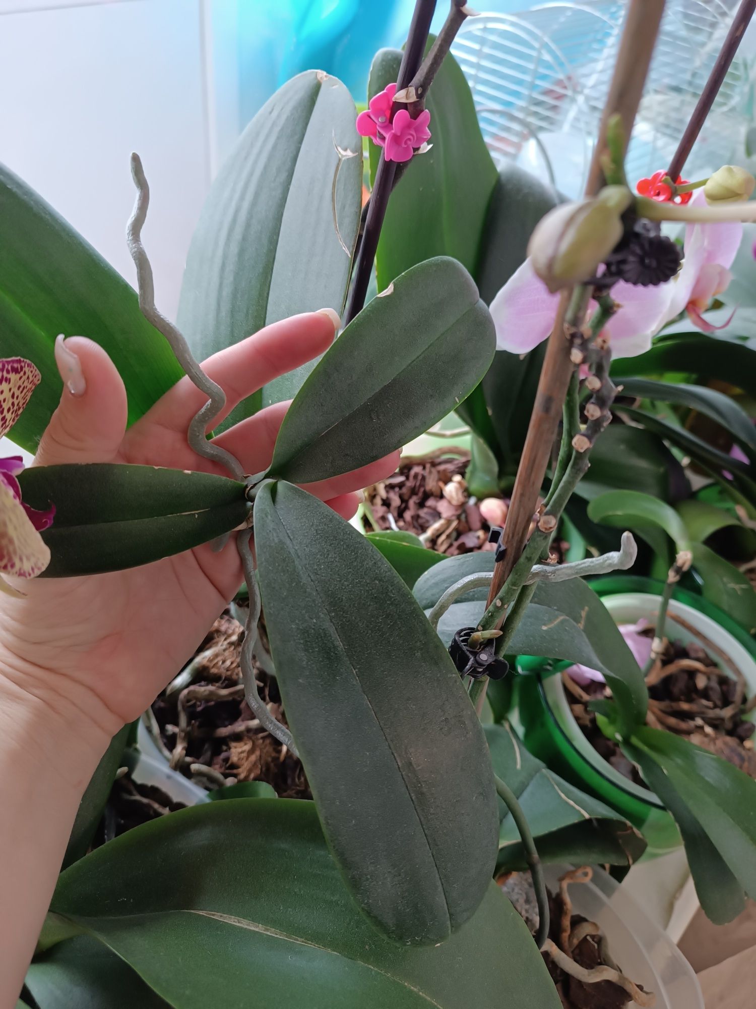 Продам детку орхидеи
