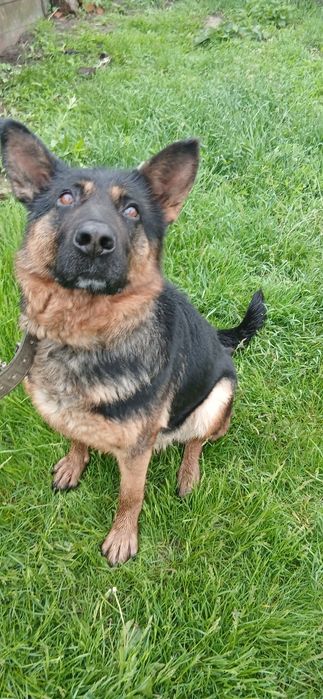 Шукає родину вівчарка