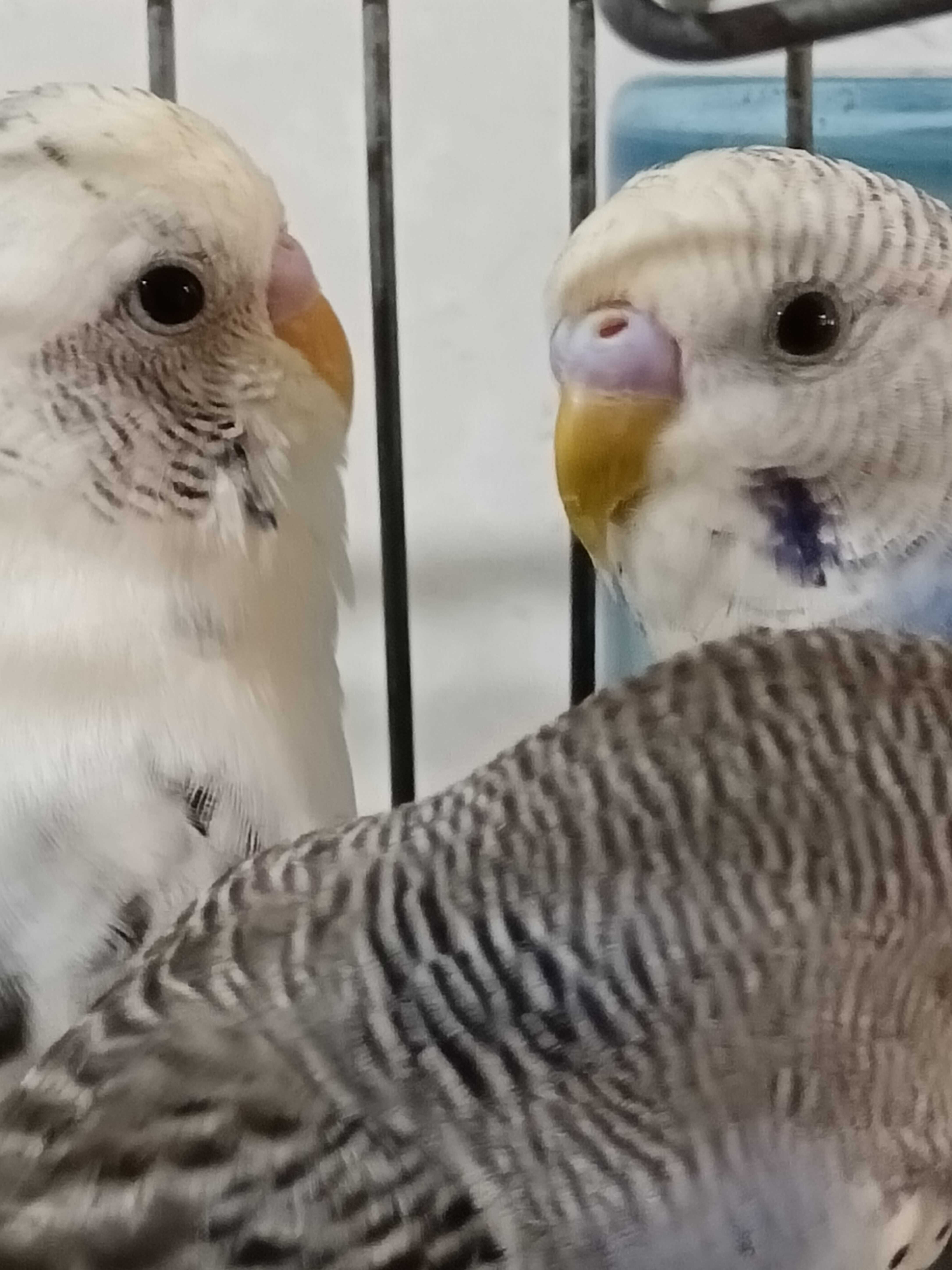 Vendo piriquitos com menos de um ano
