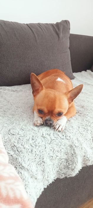 Piesek reproduktor chihuahua