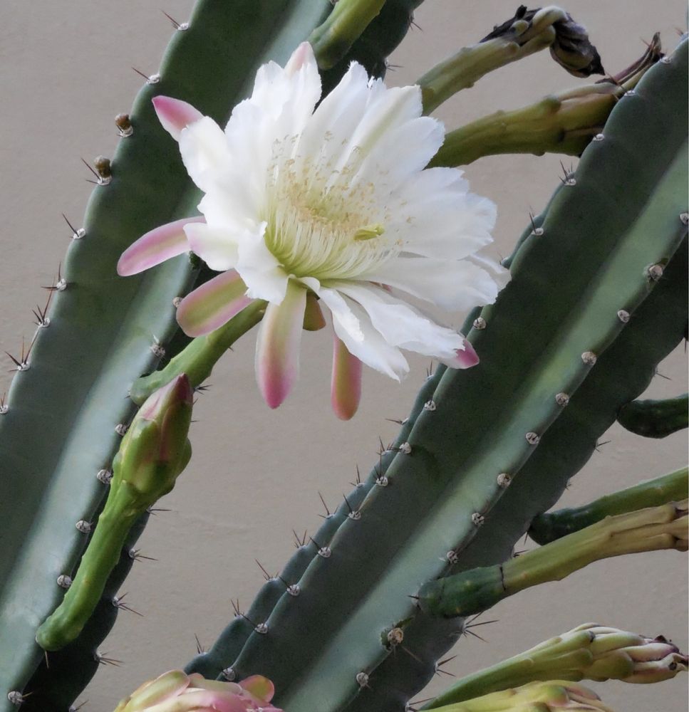 Cacto Cereus Peruvians azul dá fruto até 50cm