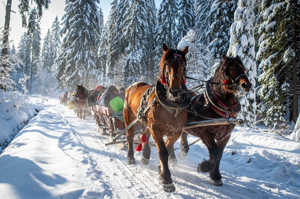 Zapraszamy na kuligi do Istebnej
