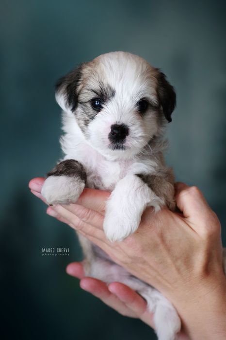 Chiński grzywacz piesek