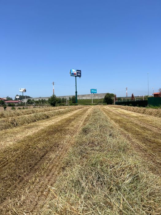 Rolos de feno silagem