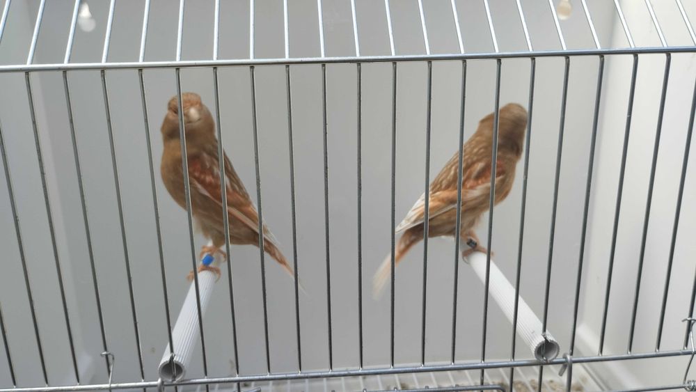 Canários pheos vermelho mosaico