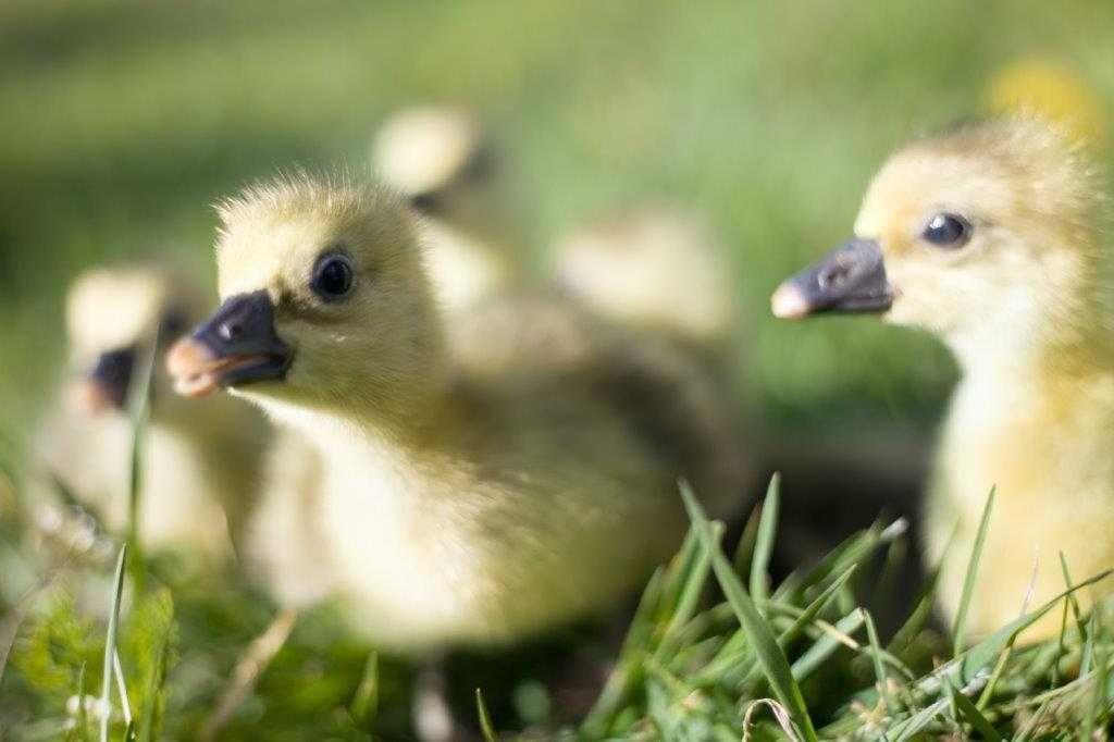 Kaczki, gęsi, perliczki, indyki, brojlery Rebo