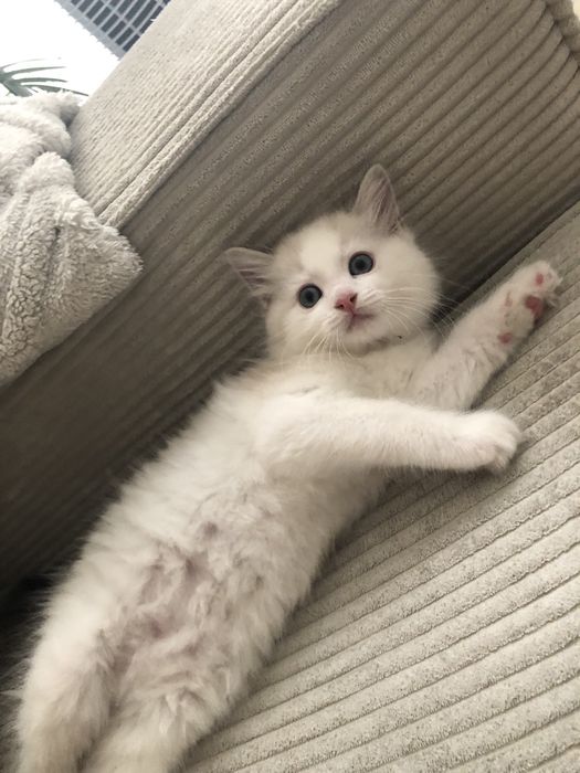 Maurycy kocurek ragdoll