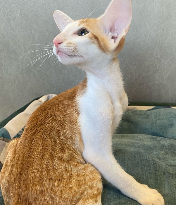 Орієнтальний котик