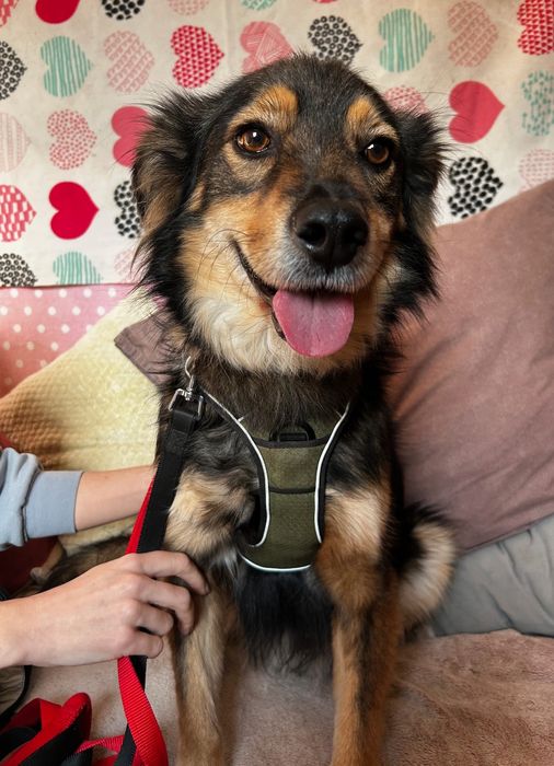 Piesek do adopcji BARNI