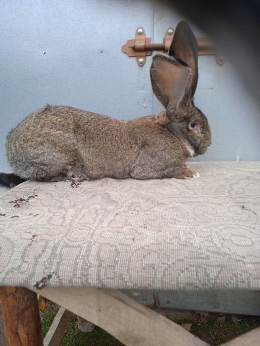 Olbrzym belgijski szary