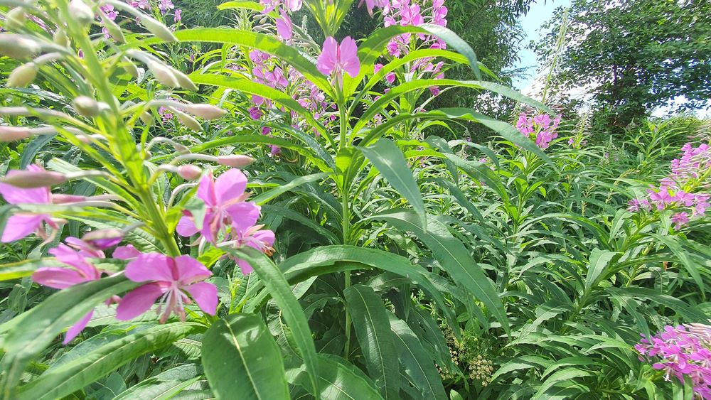 Wierzbówka Kiprzyca (Chamaenerion angustifolium) na wzmocnienie