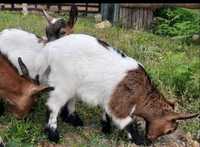 Cabrinha/cabra anã com 2 e 3 meses