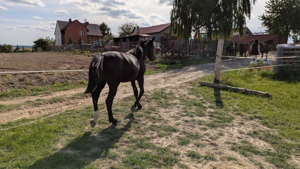 Klacz 16 mc śląska roczna 1,5 roczna koń klacz