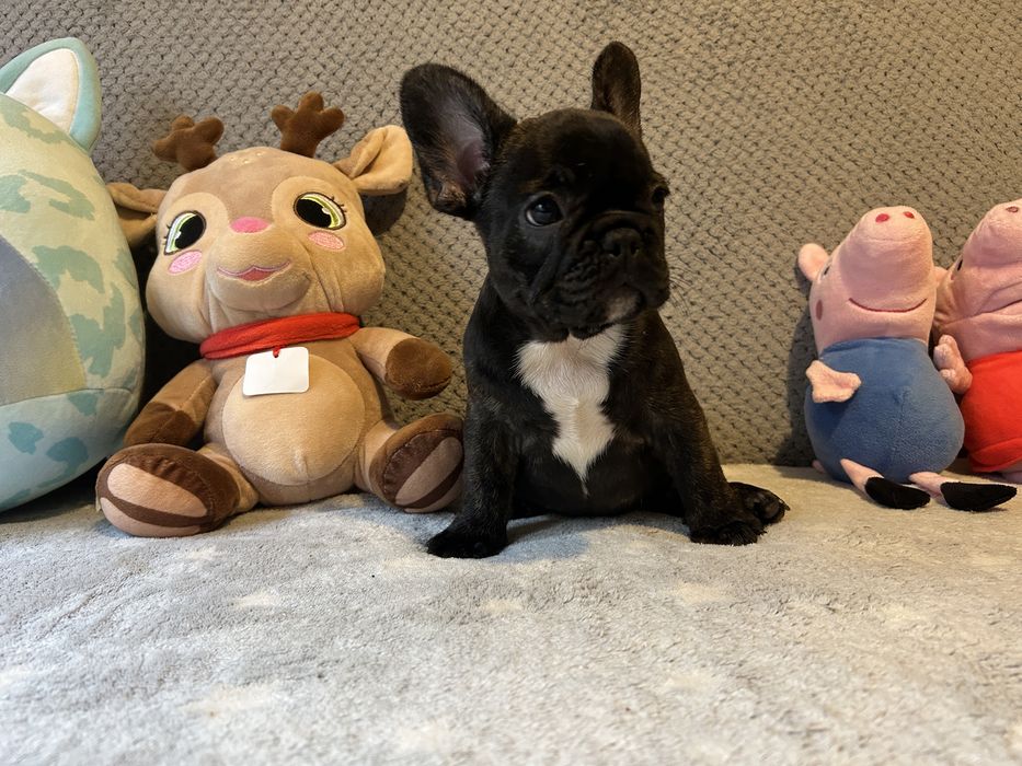 Suczka buldog francuski do odbioru .