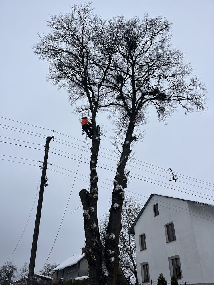 Зрізання дерев, зріз, видалення, обрізка, догляд, чистка ділянок,покіс