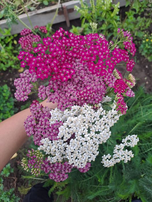Деревій,тисячолистник кольоровий,5 кольорів