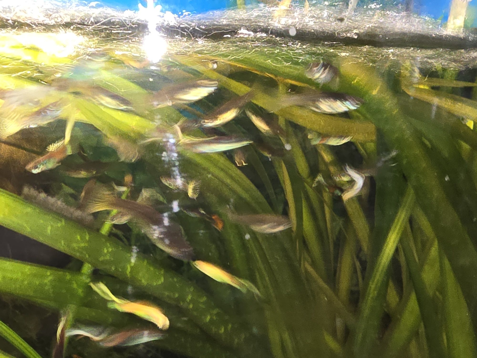 Aquário de peixe
