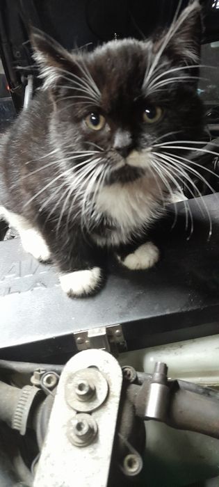 Kotka ok 4m-ce samodzielna