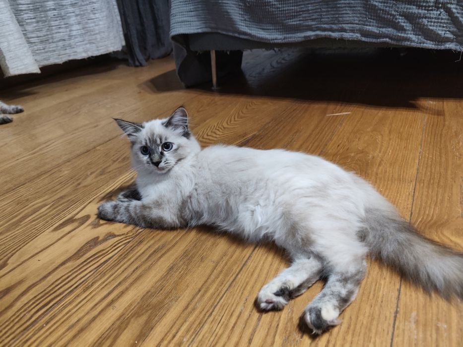 kotka syberyjska neva masqeurade