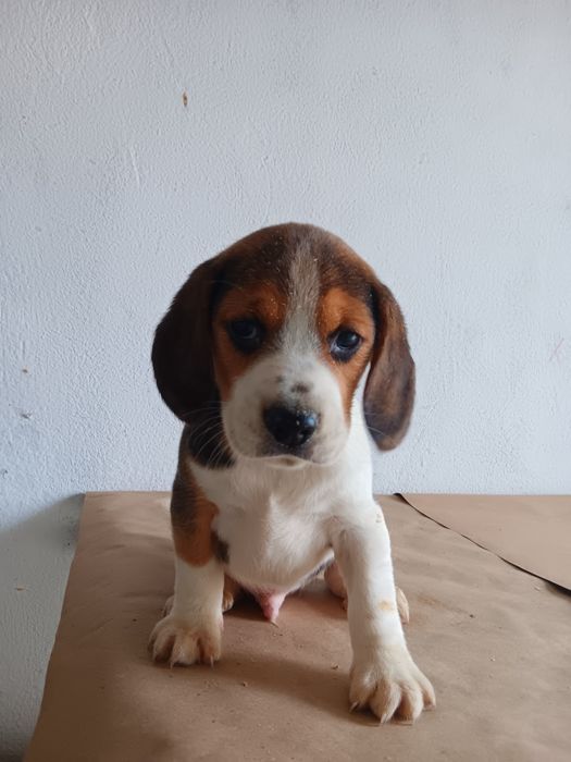 Beagle tricolor  porte pequeno