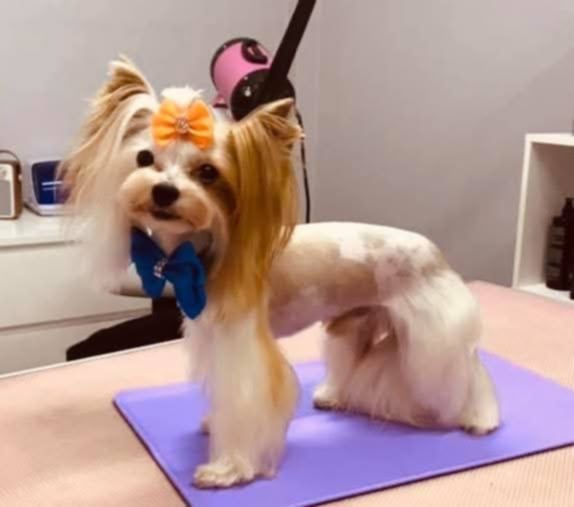 Yorkshire terrier