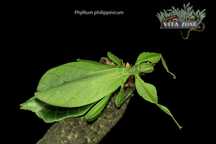 Phyllium phillipinicum x4
