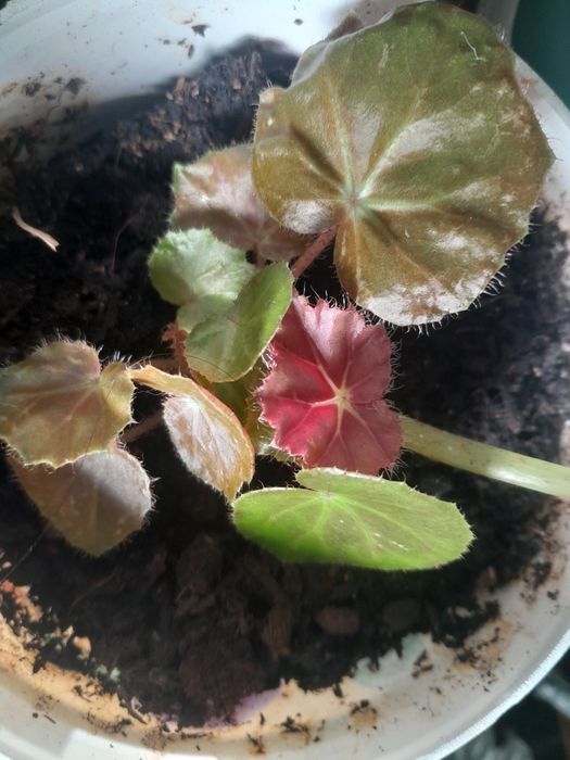 Pequena planta begónia
