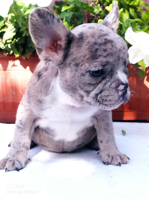 Голубая мерле мини девочка.