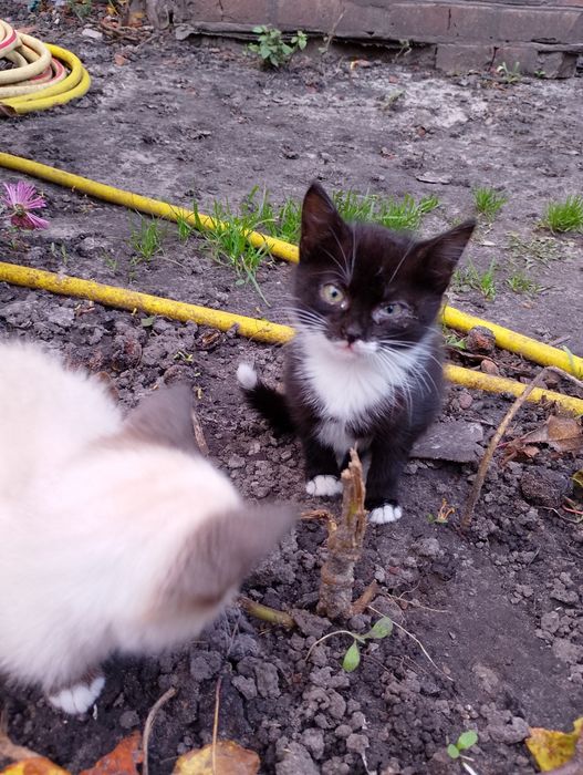 Кошенята в добрі руки.