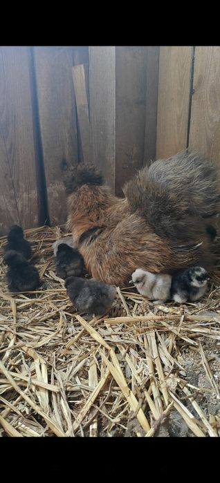 Parka silek jedwabistych