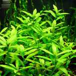 Hygrophila polysperma - roślina akwariowa