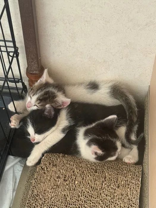 Koty 2 miesiące Muniek, Klusek i Filemon do adopcji