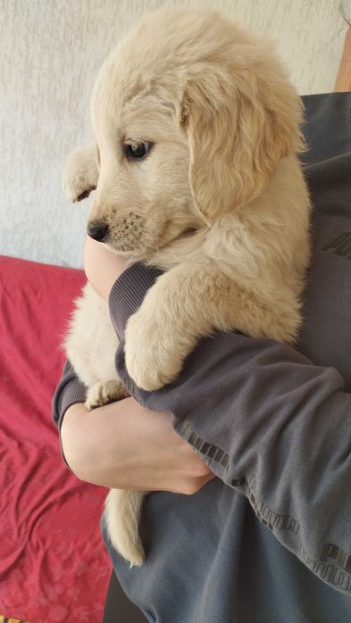 Голден хлопчики самостійні