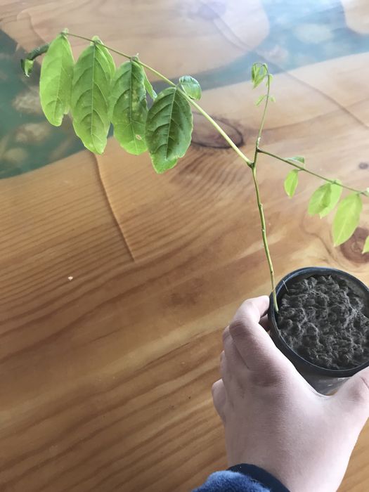 Гліцинія блідо-фіолетова