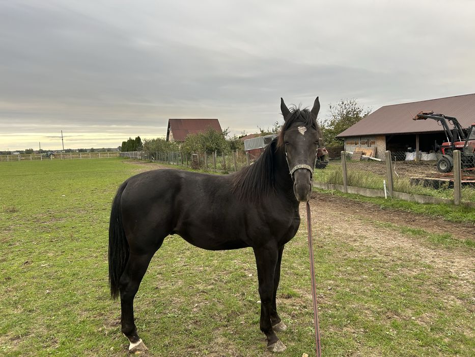 Sprzedam ogierka 16 miesiecy