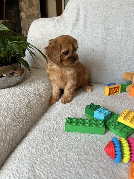 CAVAPOO - suczka
