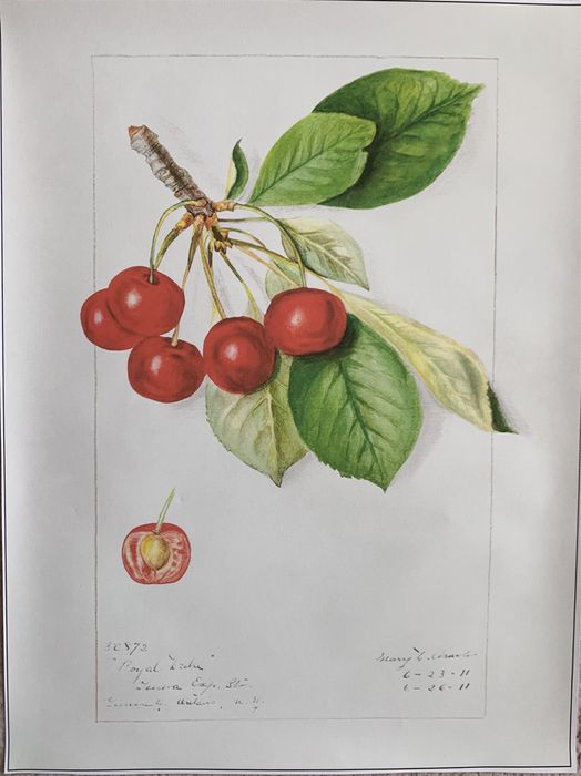 Gobelin na płótnie HD/Obrazek/Vintage Retro Fruit/Cherries