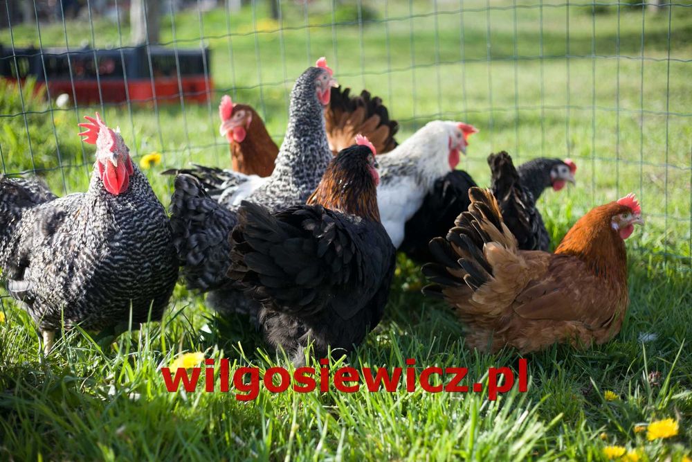 Kurki Kokoszki nioski rosa