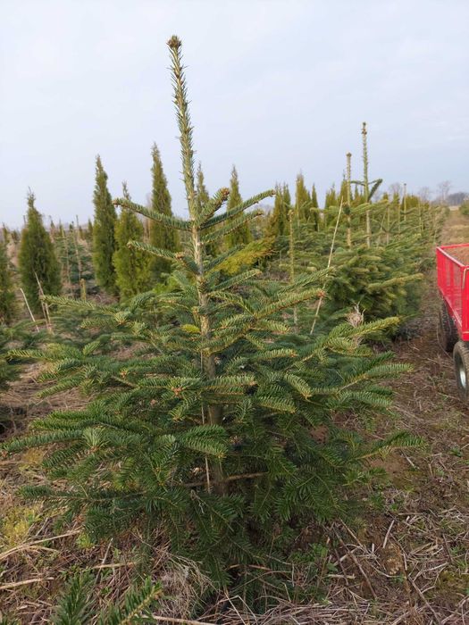 Jodła Kaukaska, Koreańska. Królestwo Choinek Dziecinów Powiat Otwocki