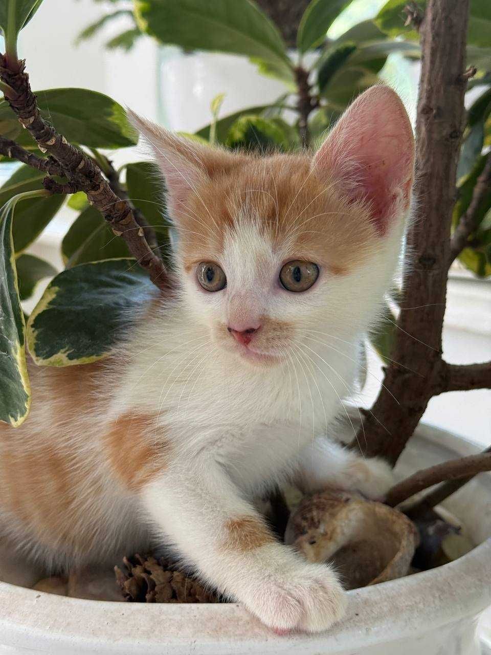 кошеня , лагідний ,смішний котик