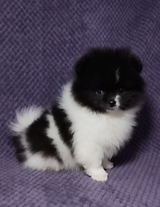 Померанский шпиц ПАНДА