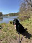 Cocker spaniel angielski