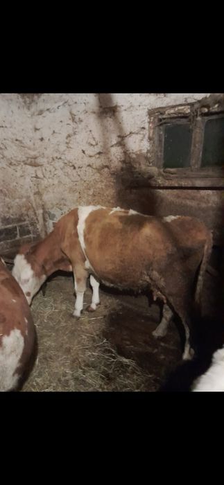 Sprzedam krowe na mięso